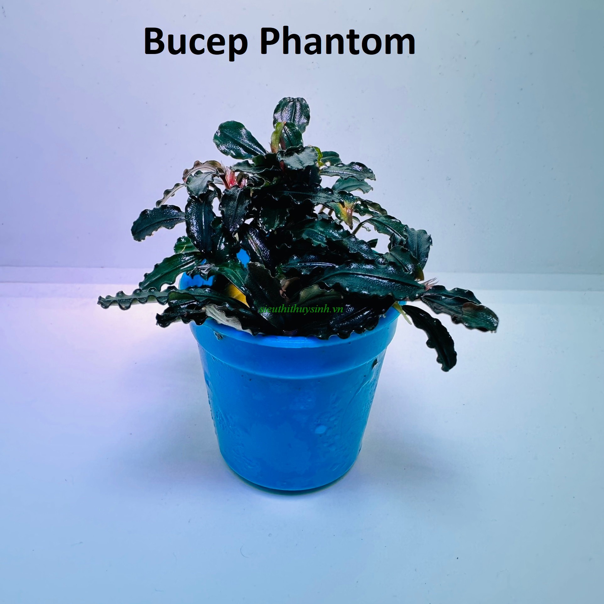 Cây Bucep Phantom (chậu xanh)