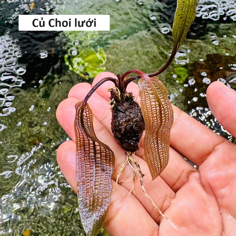 Choi lưới củ (đã ươm lên lá nước) - Cây thuỷ sinh