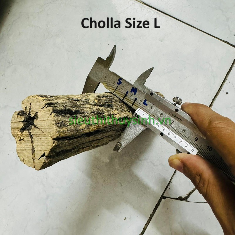 Lũa Cholla Cactus - Lũa Cholla Cactus - Size L (đường kính >3.5cm)
