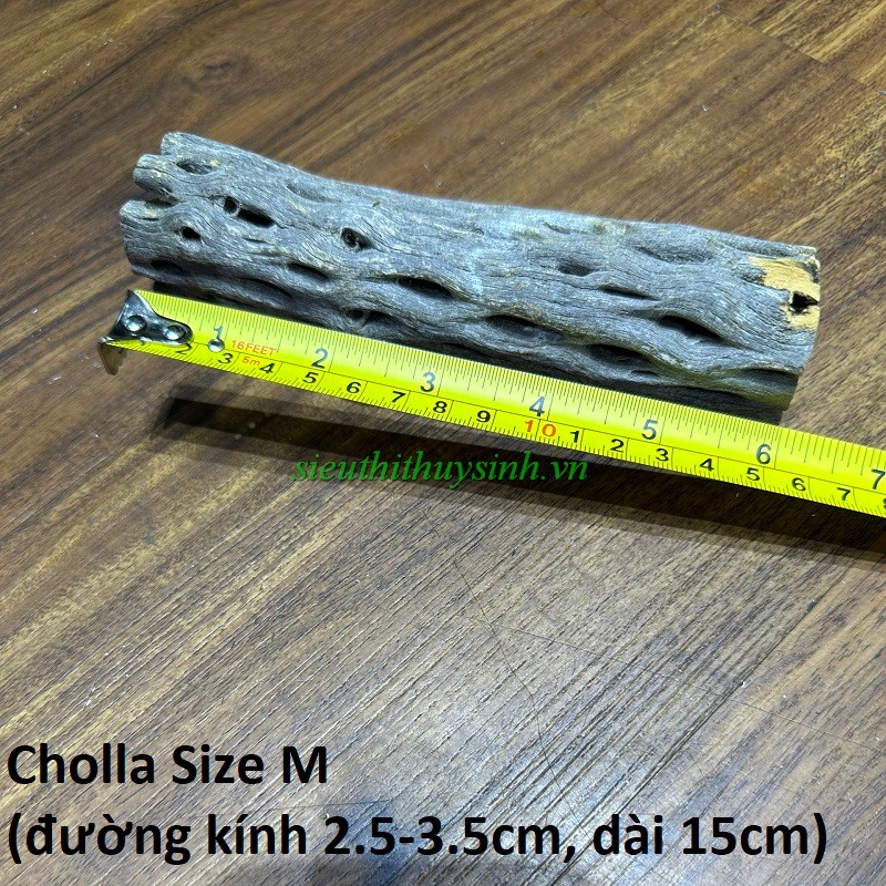Lũa Cholla Cactus - Size M (đường kính 2.5-3.5cm)