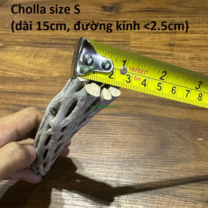 Lũa Cholla Cactus - Size S (đường kính <2.5cm)