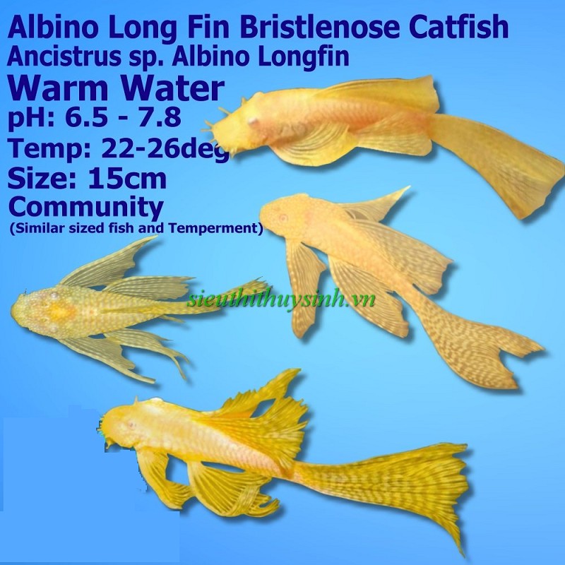 Cá Longfin  - 4-6cm