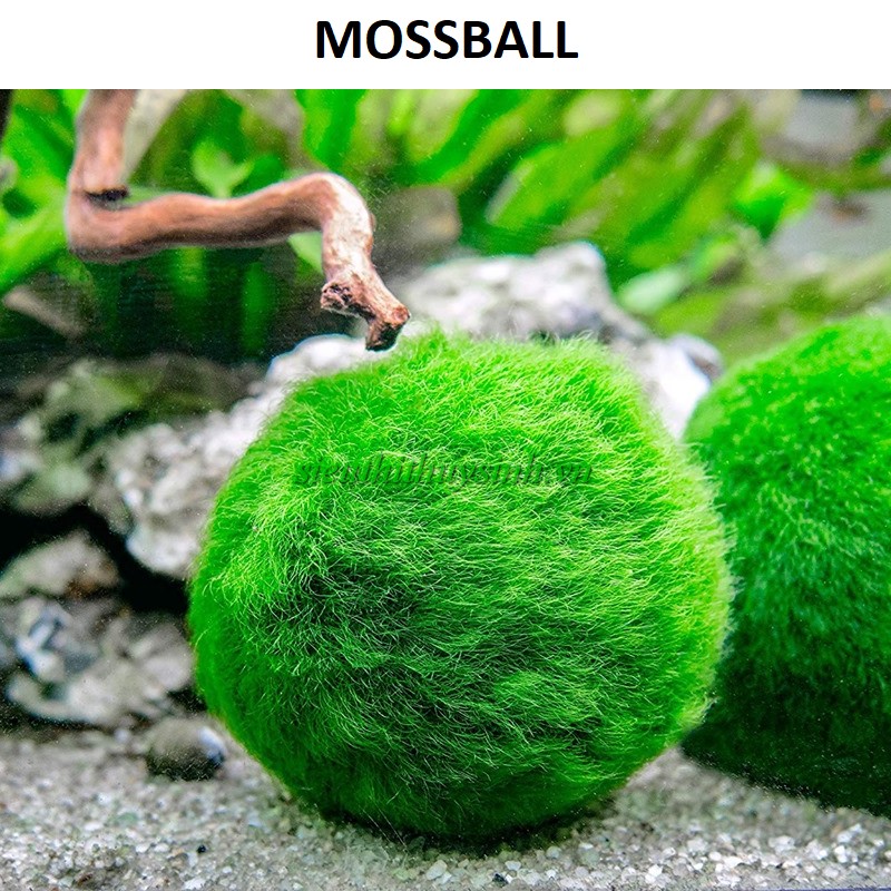 Tảo cầu Mossball - Cây thuỷ sinh