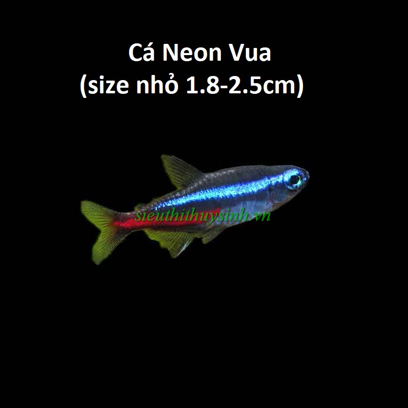 Cá Neon vua (size nhỏ 1.8-2.5cm)