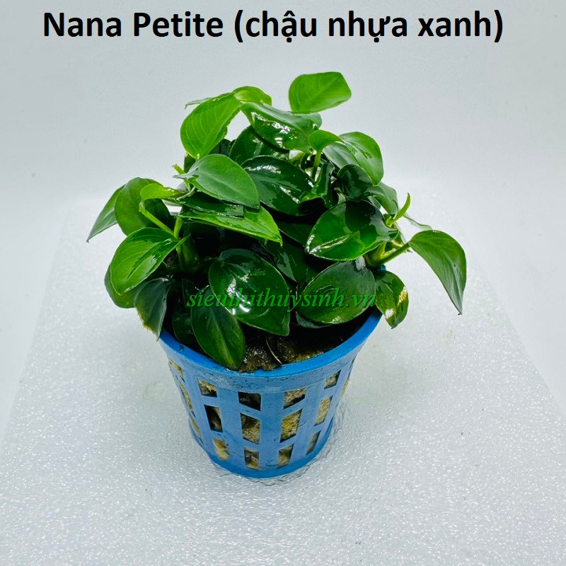 Nana Petite chậu xanh - Cây thuỷ sinh