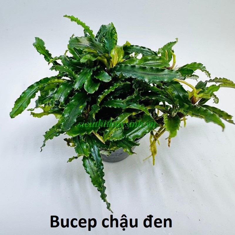 Bucep Chậu đen (random)