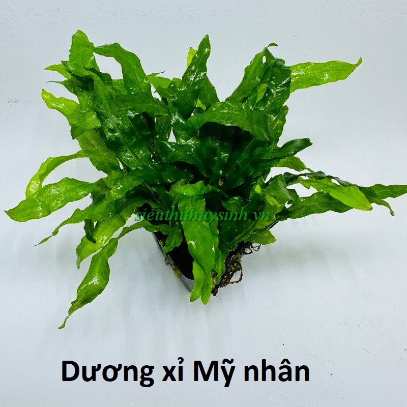 Dương xỉ Mỹ Nhân