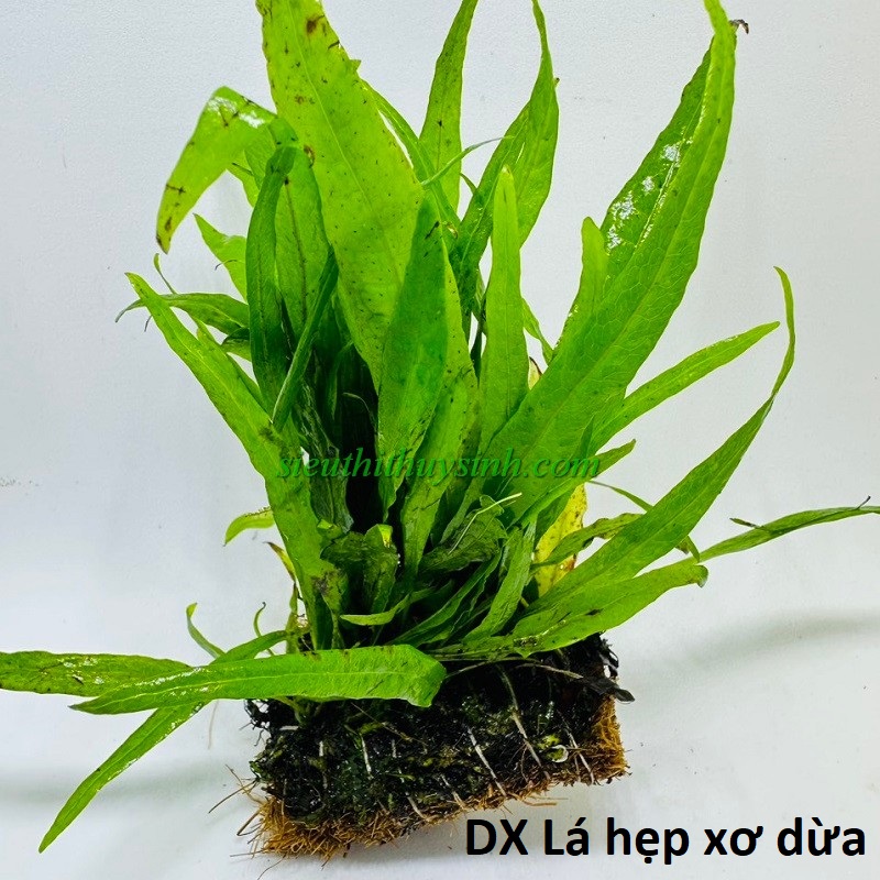Dương xỉ Lá hẹp xơ dừa