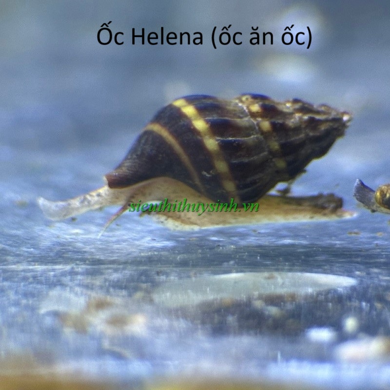 Ốc ăn ốc (Helena)