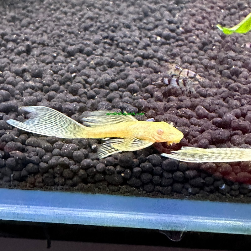 Cá Longfin Albino size 3-5cm
