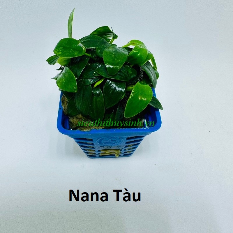 Nana tàu