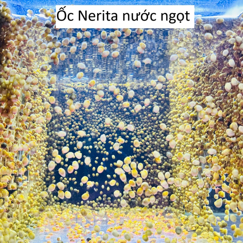 100gr Ốc nerita