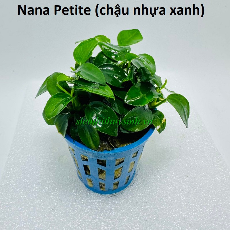 Nana petite chậu tròn