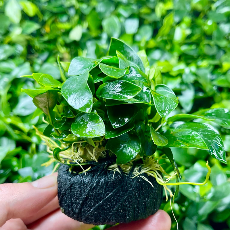 Ráy hoa gắn giá thể đen