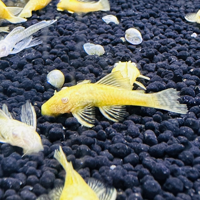 Cá Shortfin size 3-5cm